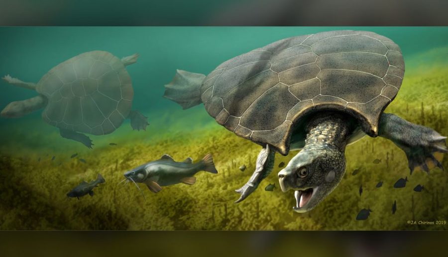 این لاک پشت ممکن است بزرگترین لاکپشتی باشد که تاکنون بر روی کره ی زمین زندگی کرده است