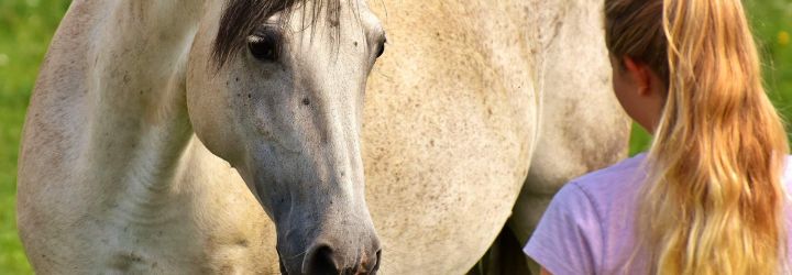 اسب‌ها می‌توانند ابزار احساسات انسان‌ها را بخوانند و بخاطر بیاورند